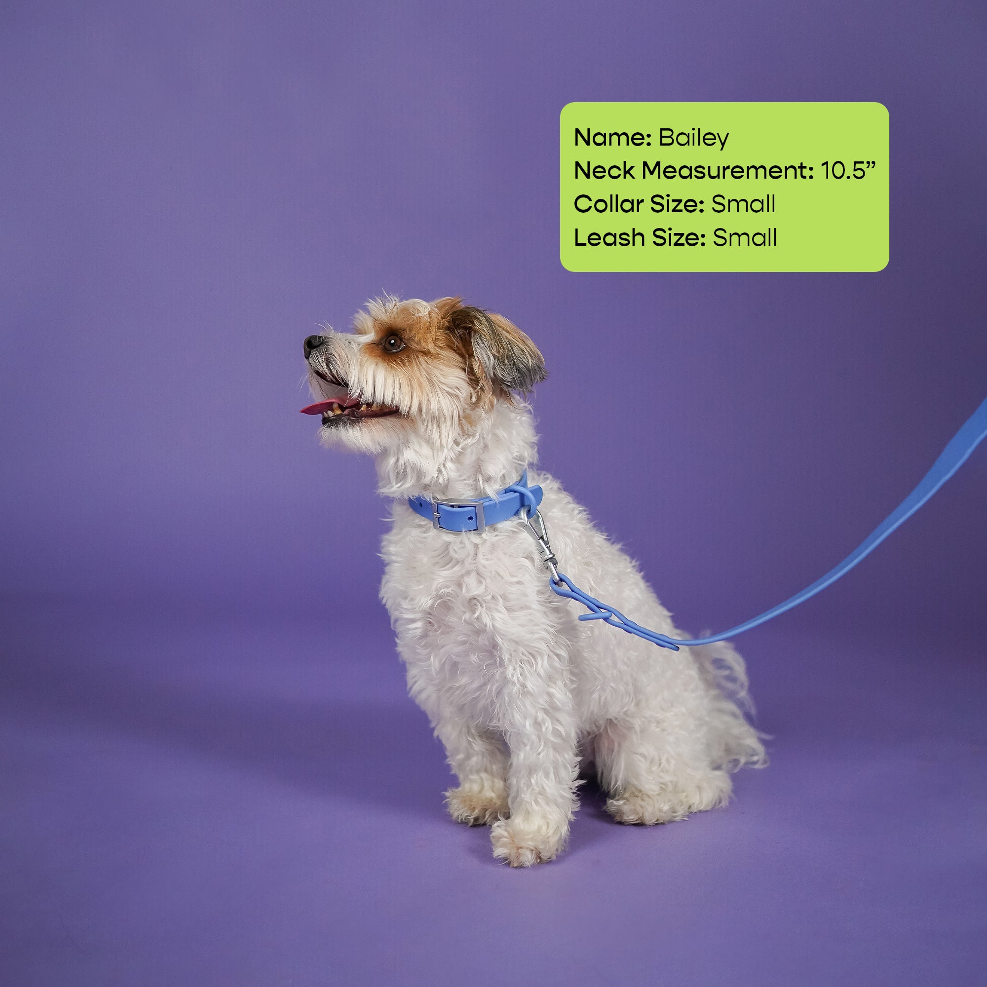 The Rowdy Walk Set- Berry