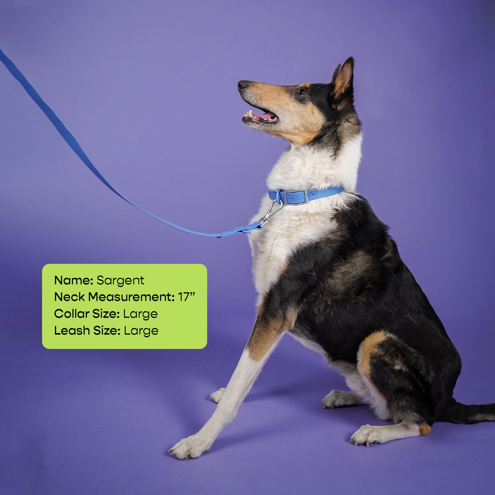 The Rowdy Walk Set- Berry