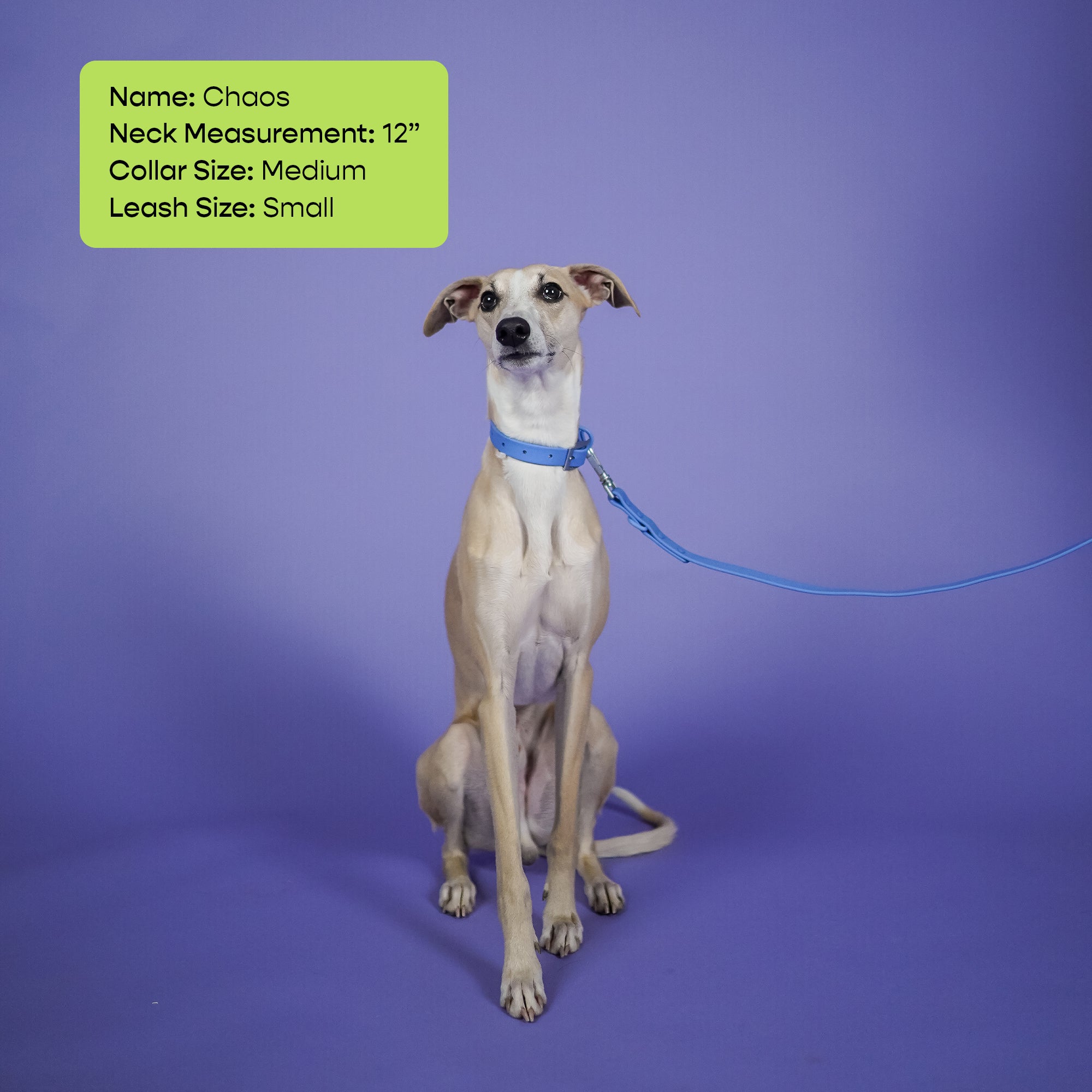 The Rowdy Walk Set- Berry