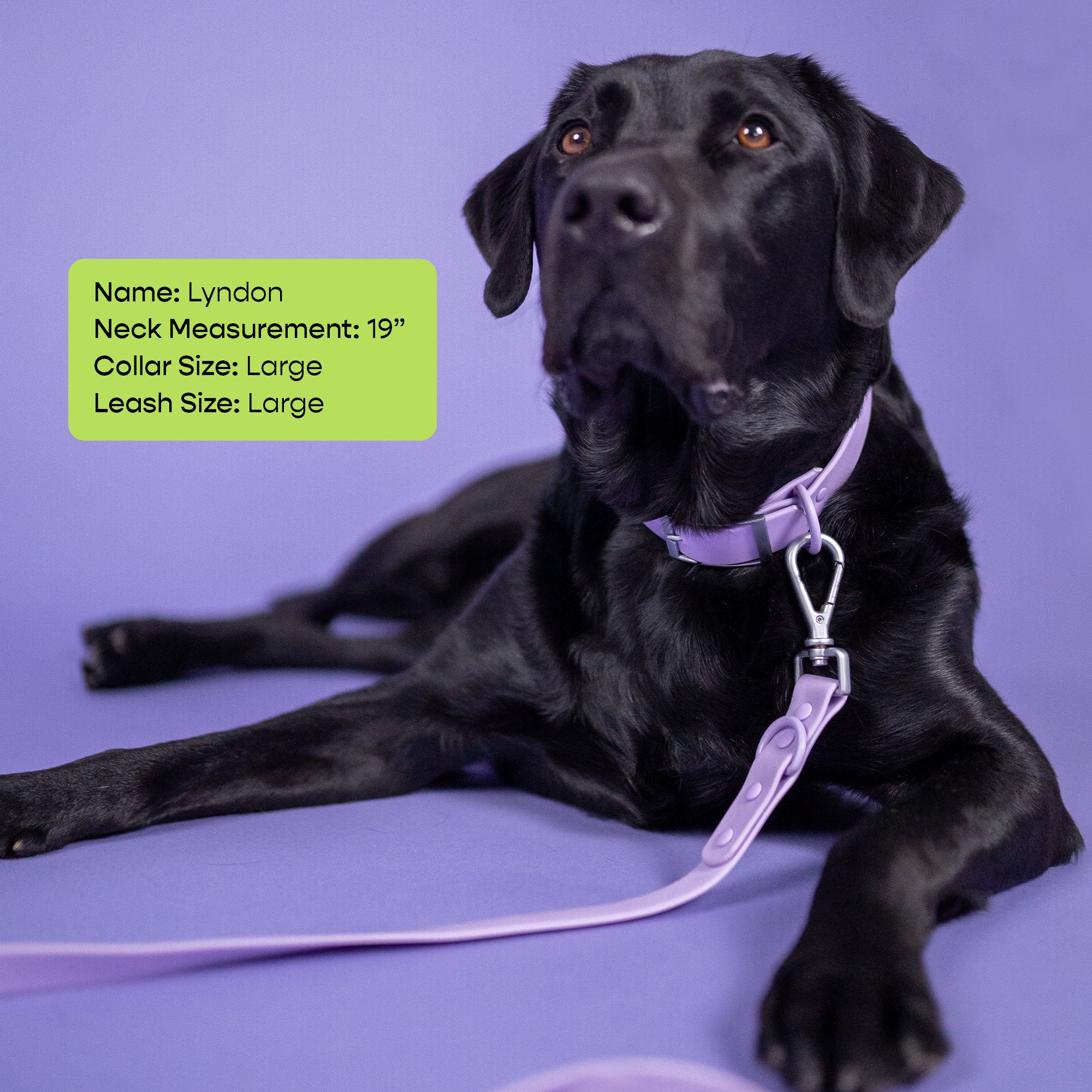 The Rowdy Walk Set- Lavender