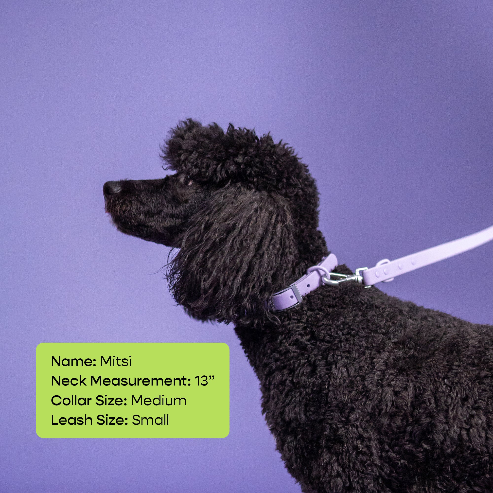 The Rowdy Walk Set- Lavender