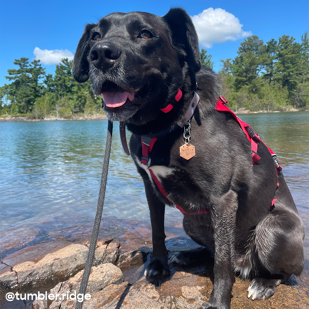 Tumbling Into The Wild